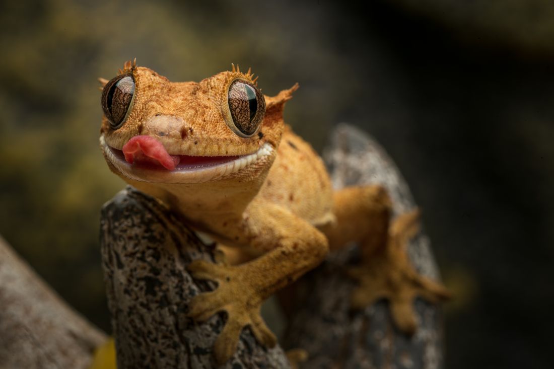 Crested gecko göz ve baş yakın planı