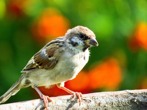 깃털, 노래하는 새, 동물의 무료 스톡 사진
