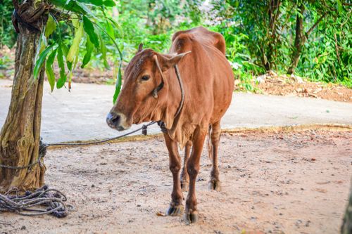 Free Cow Stock Photo
