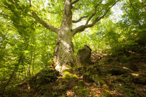 Foto d'estoc gratuïta de bosc, boscos, fulles verdes