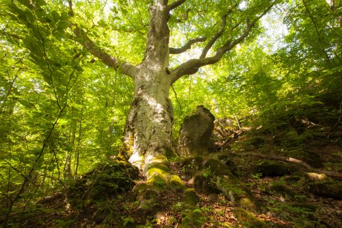 Free A towering tree surrounded by lush green foliage in a sunlit forest scene. Stock Photo