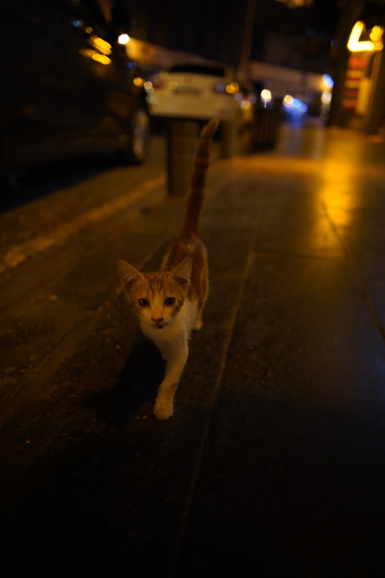 A Kitten Walking On A Sidewalk At Night