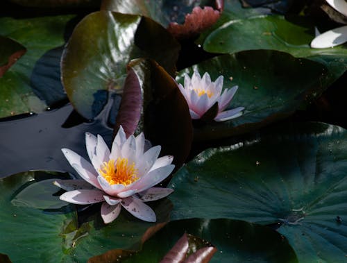 Free White Water Lily Flowers in Bloom Stock Photo