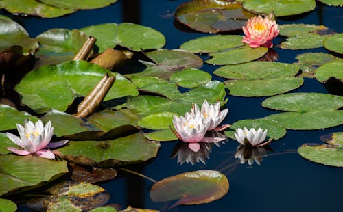 Free Pink Lotus Flower on Water Stock Photo