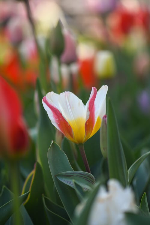 Close Up Shot of a Flower