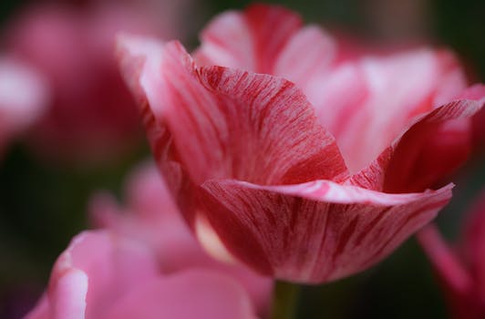 精致的粉红色郁金香特写镜头令人惊叹，花瓣柔软，非常适合自然爱好者