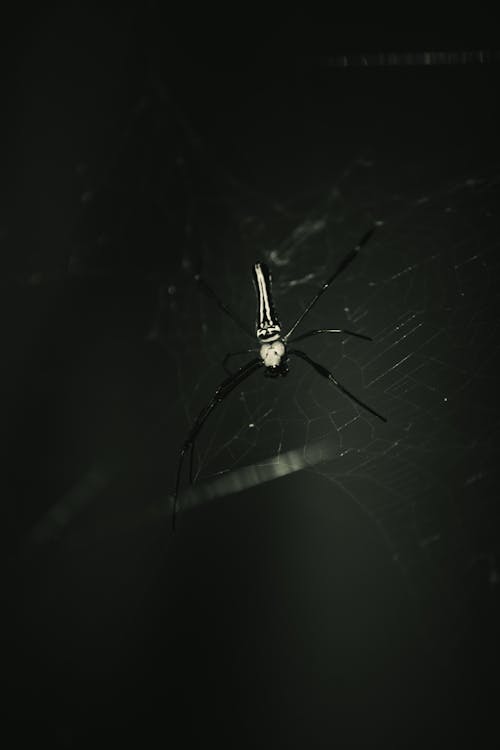 Black and White Spider on Web in Close Up Photography