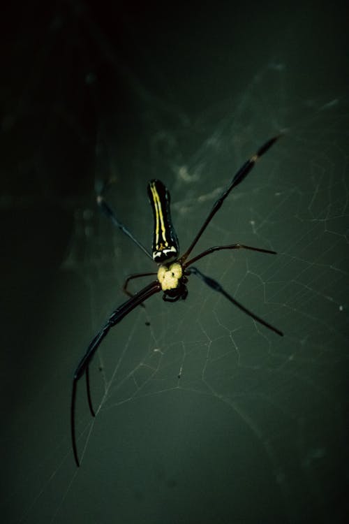 Yellow and Black Spider on Web in Close Up Photography