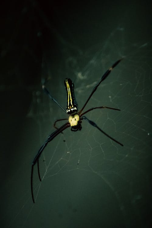 nephila pilipes, 令人不寒而慄的, 危險 的 免费素材图片