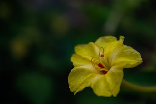 Fotos de stock gratuitas de belleza de la naturaleza, fotografía macro, hermosa flor