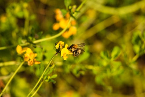 Yellow and Black Bee on Yellow Flower