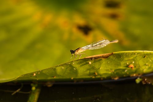 bezplatná Základová fotografie zdarma na téma extrémní detail, fotografování hmyzem, hmyz Základová fotografie