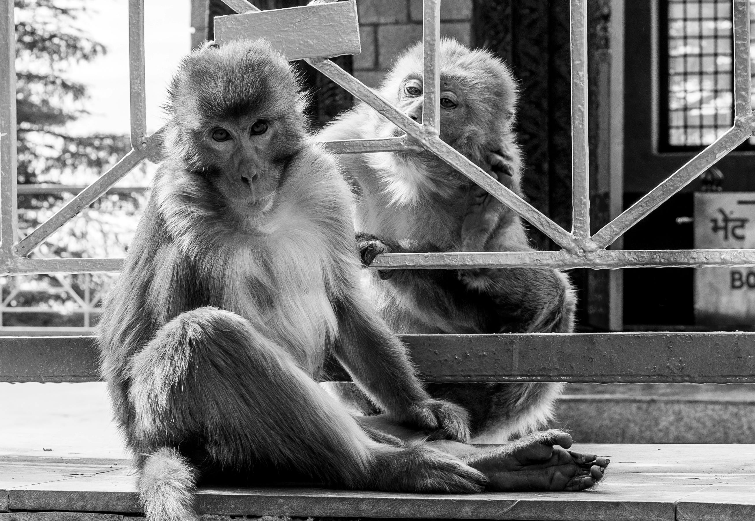 Free stock photo of animal, black and white, monkey