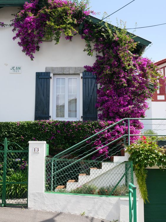 Purple Flowers In Front of a Home · Free Stock Photo