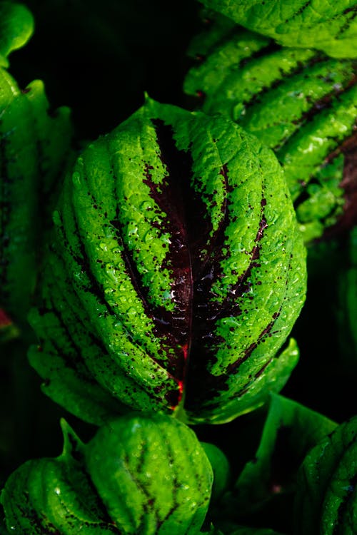 Close up of Big, Green Leaf