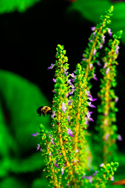 Безкоштовне стокове фото на тему «Бджола, бутони, вертикальні постріл»