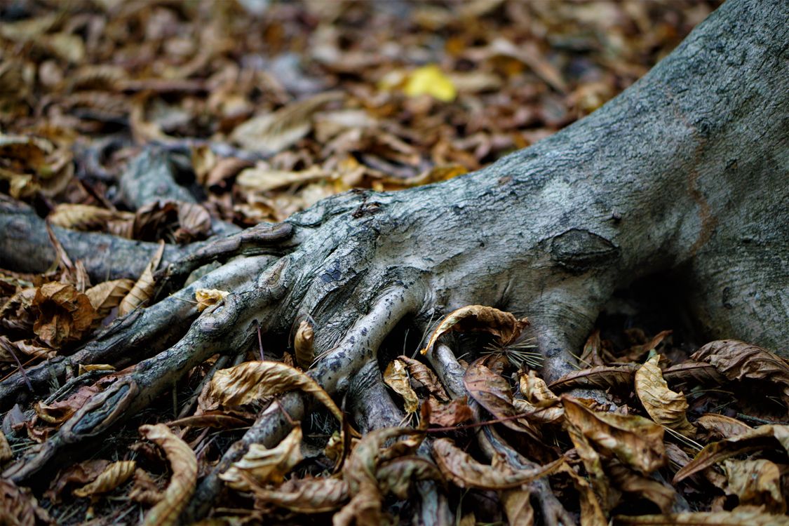 Brown Tree Roots in Close Up Shot · Free Stock Photo