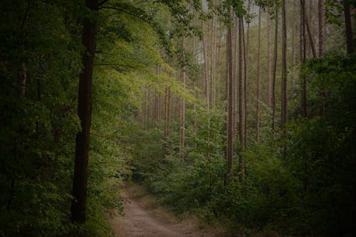 未舗装経路, 森の中, 森林の無料の写真素材