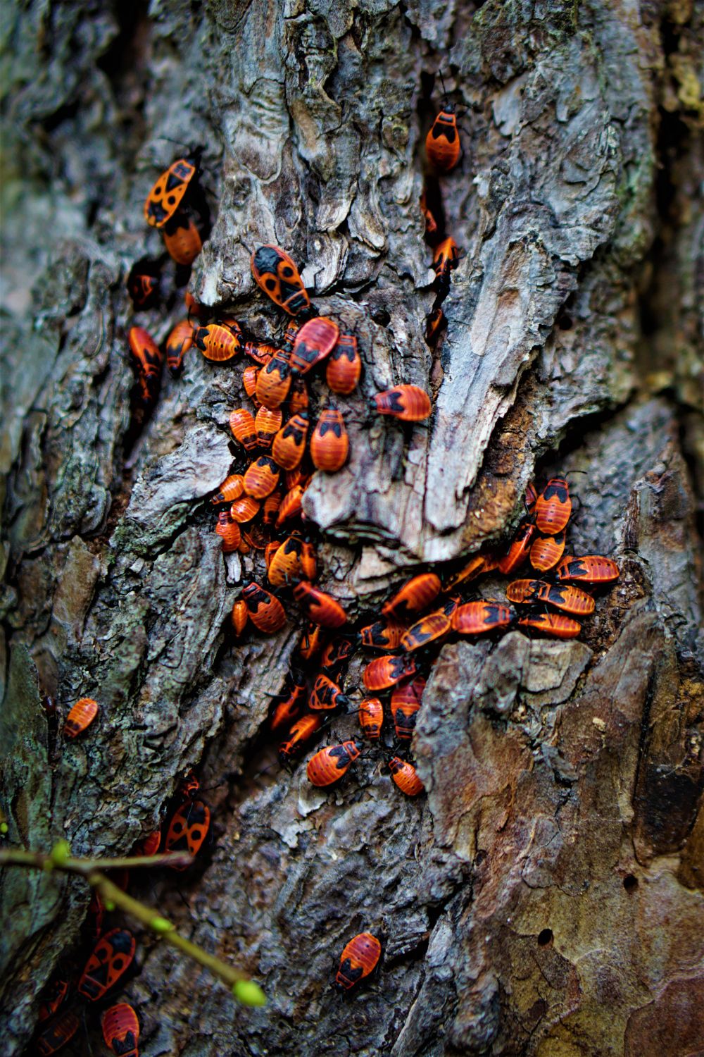 Tree Bug Close-up of Bugs on Tree Trunk · Free Stock Photo