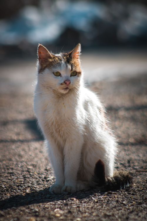 Free Captivating close-up of a white cat sitting on a sunny day, highlighting its whiskers and eyes. Stock Photo