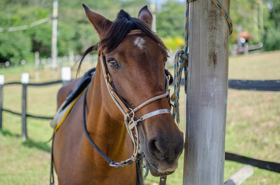 Kostnadsfri bild av bondgård, brun häst, djurfotografi