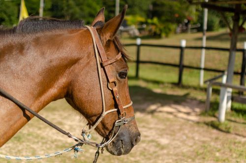 Free Detailed close-up of a brown horse's head with bridle on a sunny day in Brasília, DF, Brazil. Stock Photo