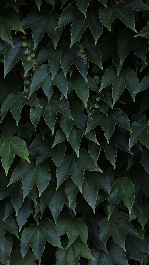 Základová fotografie zdarma na téma detail, listy, příroda