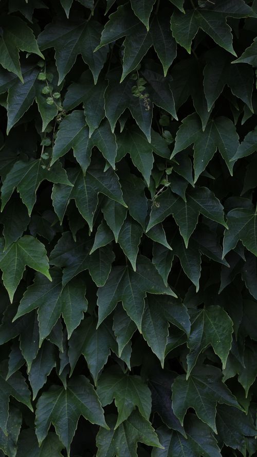 Free A vertical close-up shot of dense green ivy leaves creating a natural texture. Stock Photo