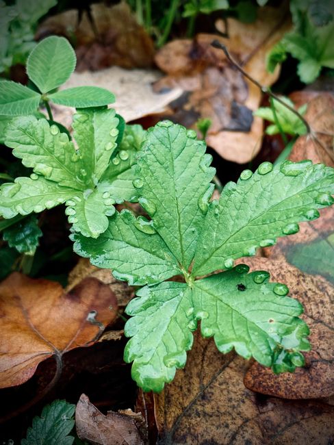 Green leaves with dewdrops on a forest floor, showcasing nature's growth.