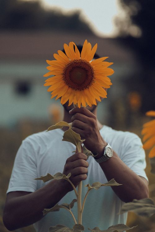 Man Holding Sunflower In Front Of His Face Free Stock Photo man-holding-sunflower-in-front-of-his-face-free-stock-photo