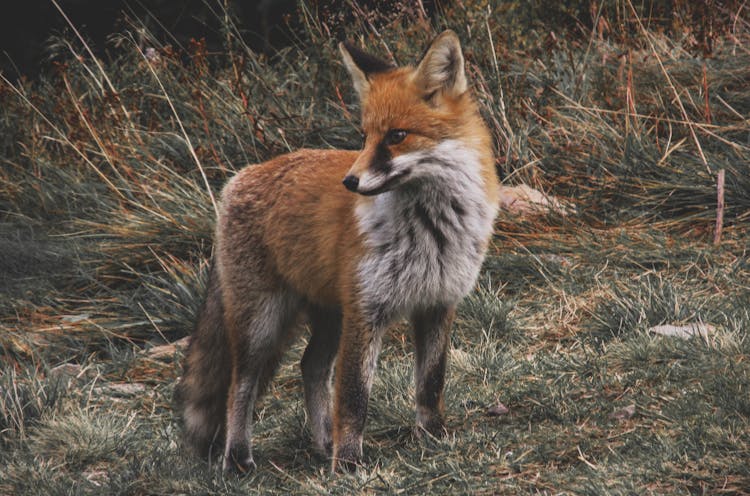 Brown And White Fox On Green Grass Land