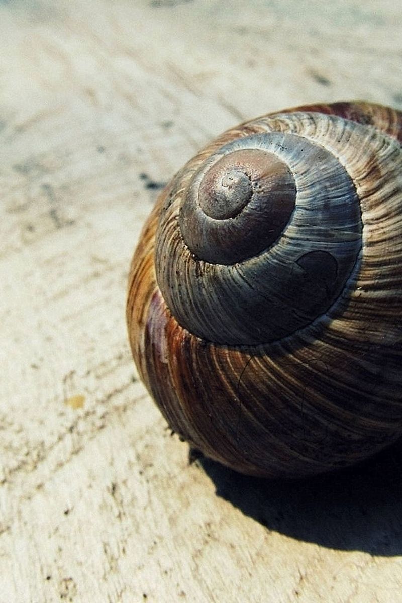 Black and Brown Snail Shell on Beige Textile · Free Stock Photo