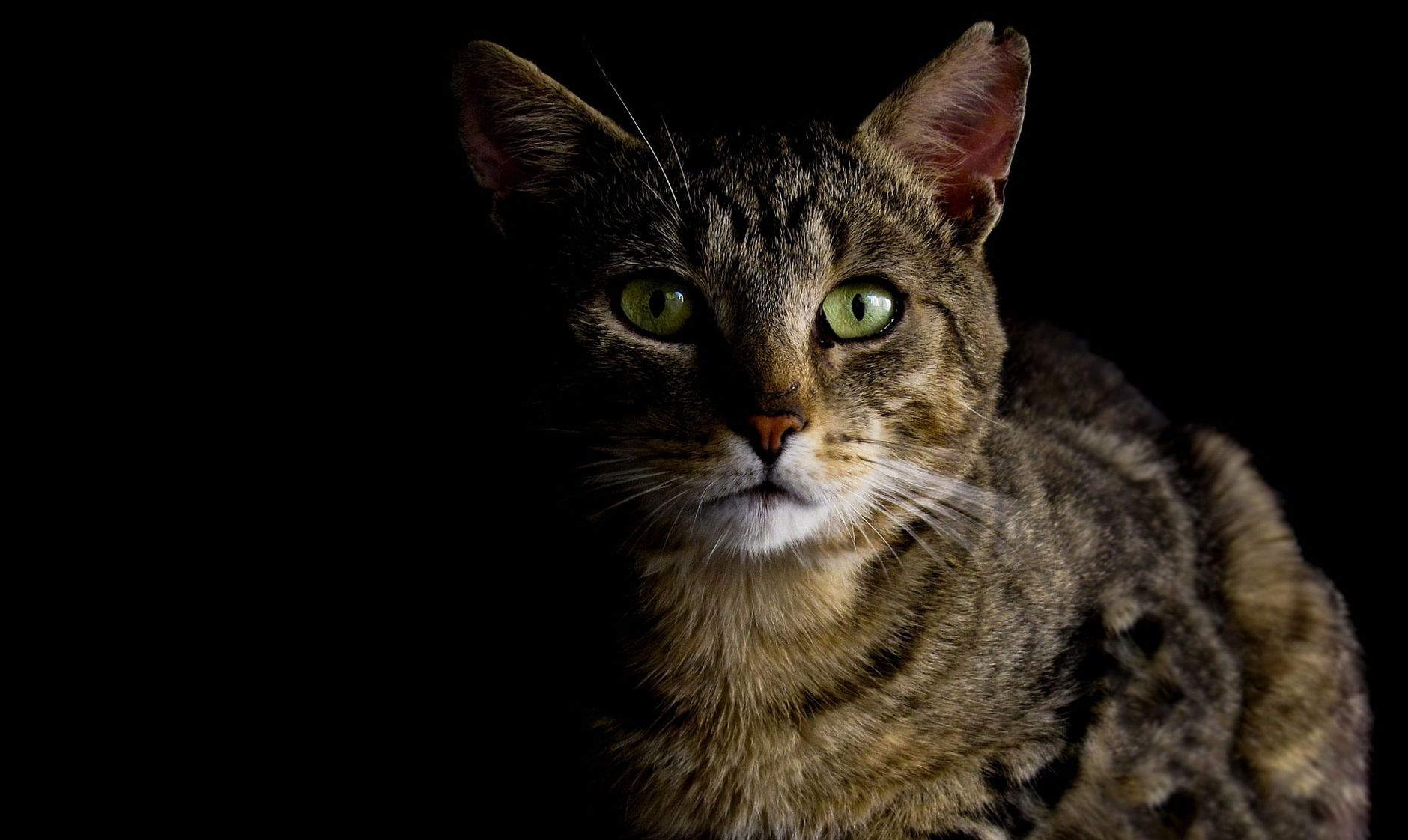Veterinary care for a cat