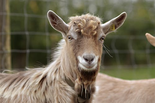 Foto profissional grátis de animal da fazenda, cabra da turíngia, fechar-se
