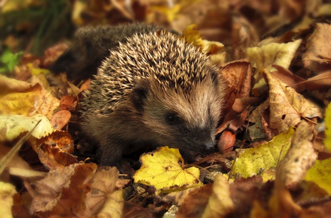 Een egel tussen gele herfstbladeren