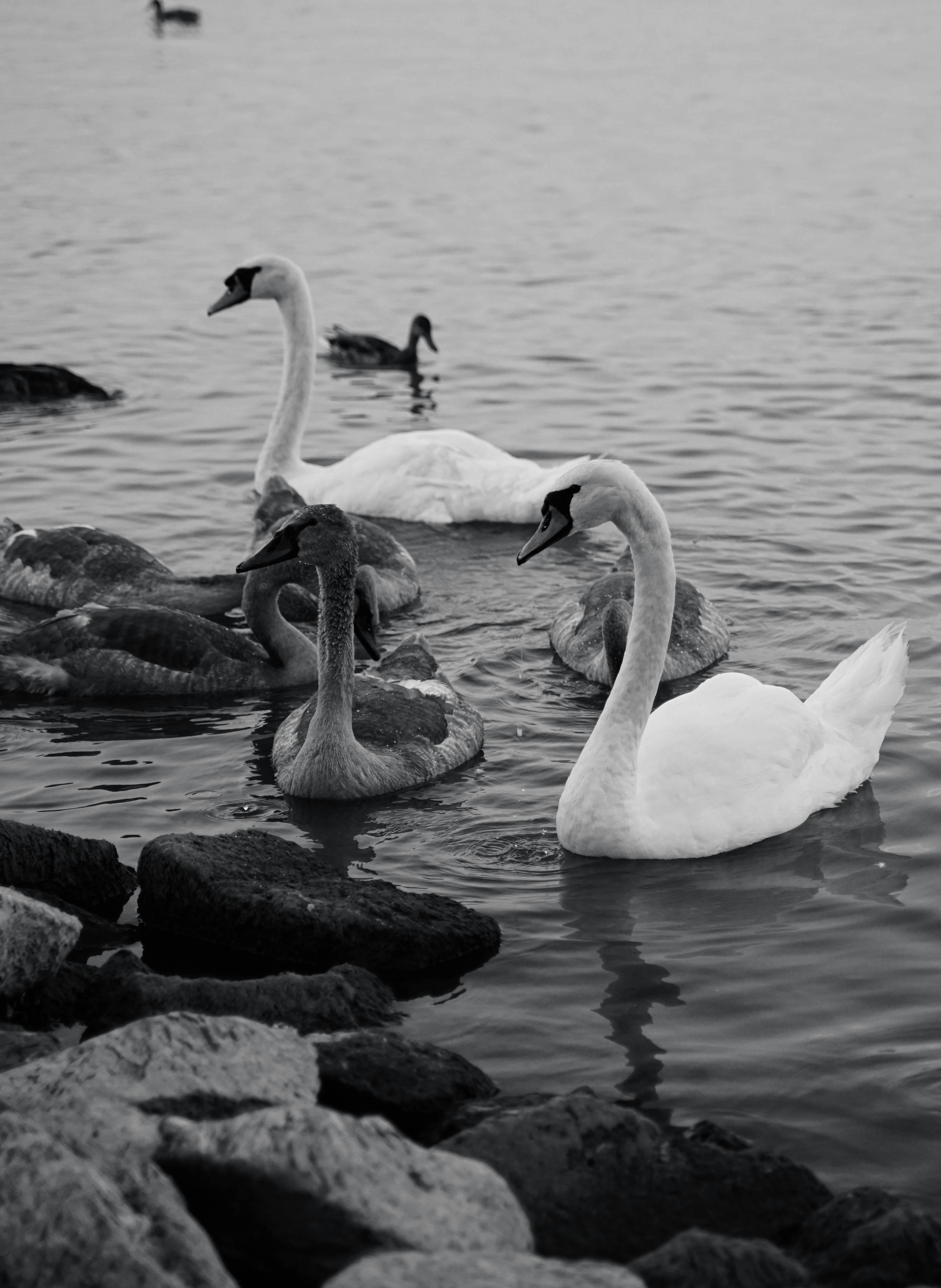 black and white swans