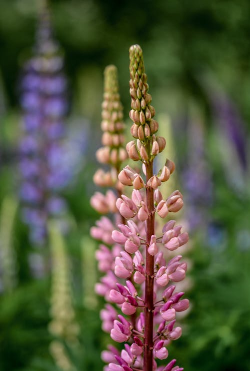 Gratis lagerfoto af blomster, blomstrende, delikat