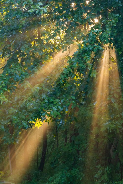 Free Sunlight beams through dense green foliage, creating a serene natural scene. Stock Photo
