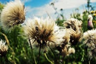 详细视图展示了蓬松的凤尾鱼种子准备撒放在充满活力的绿色田野上