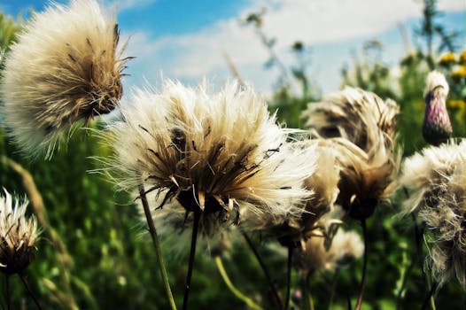 详细视图展示了蓬松的凤尾鱼种子准备撒放在充满活力的绿色田野上