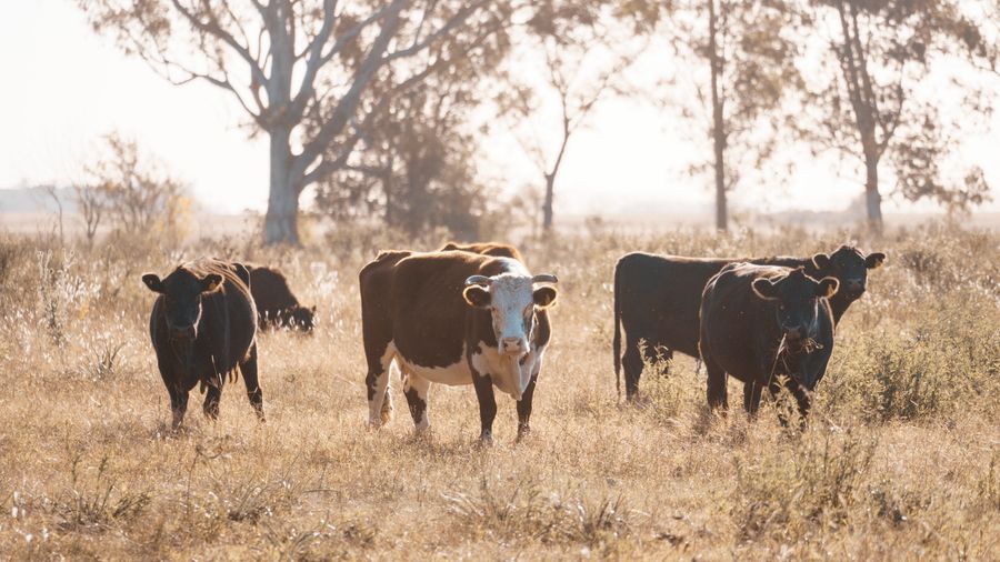 Vacas pastando entre árboles