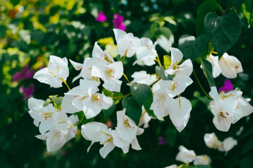 Free Close-up view of beautiful white bougainvillea flowers blooming in natural sunlight. Stock Photo