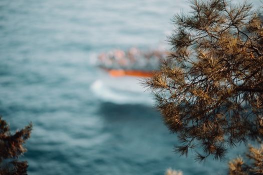 宁静的海洋场景中，模糊水面上的松树枝条成为焦点