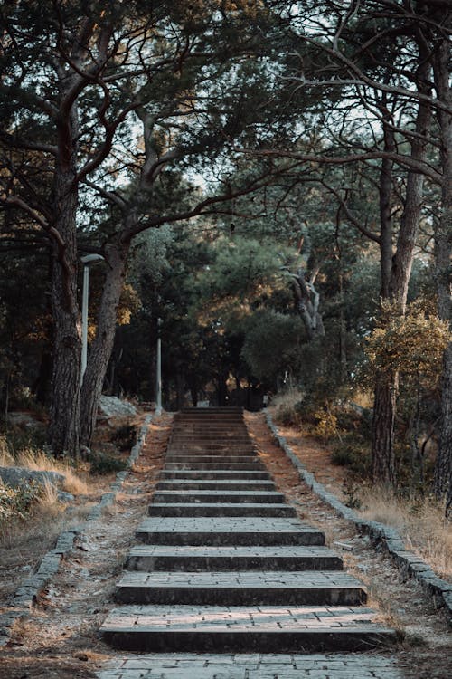 Free Empty Stairway Stock Photo