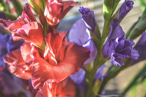 бесплатная Цветок с красными лепестками и цветок с пурпурными лепестками Стоковое фото