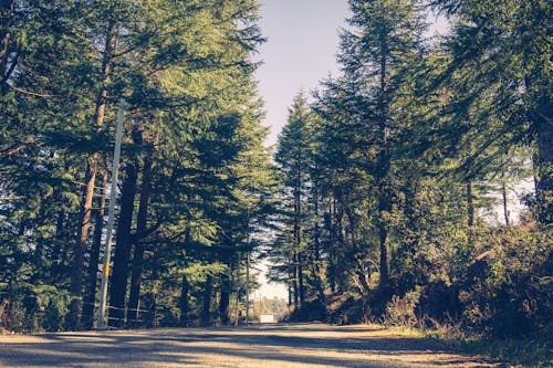 Foto d'estoc gratuïta de arbres de coníferes, arbres verds, carretera asfaltada