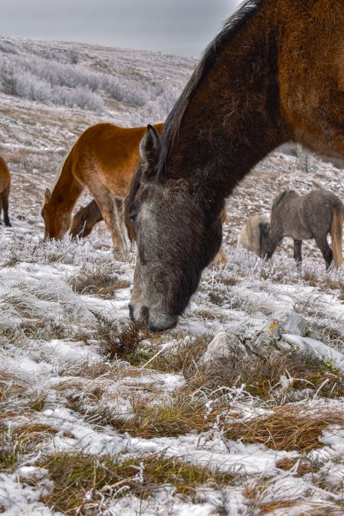 Free Wild horses graze peacefully in a snowy winter landscape in Bosnia, showcasing natural beauty. Stock Photo