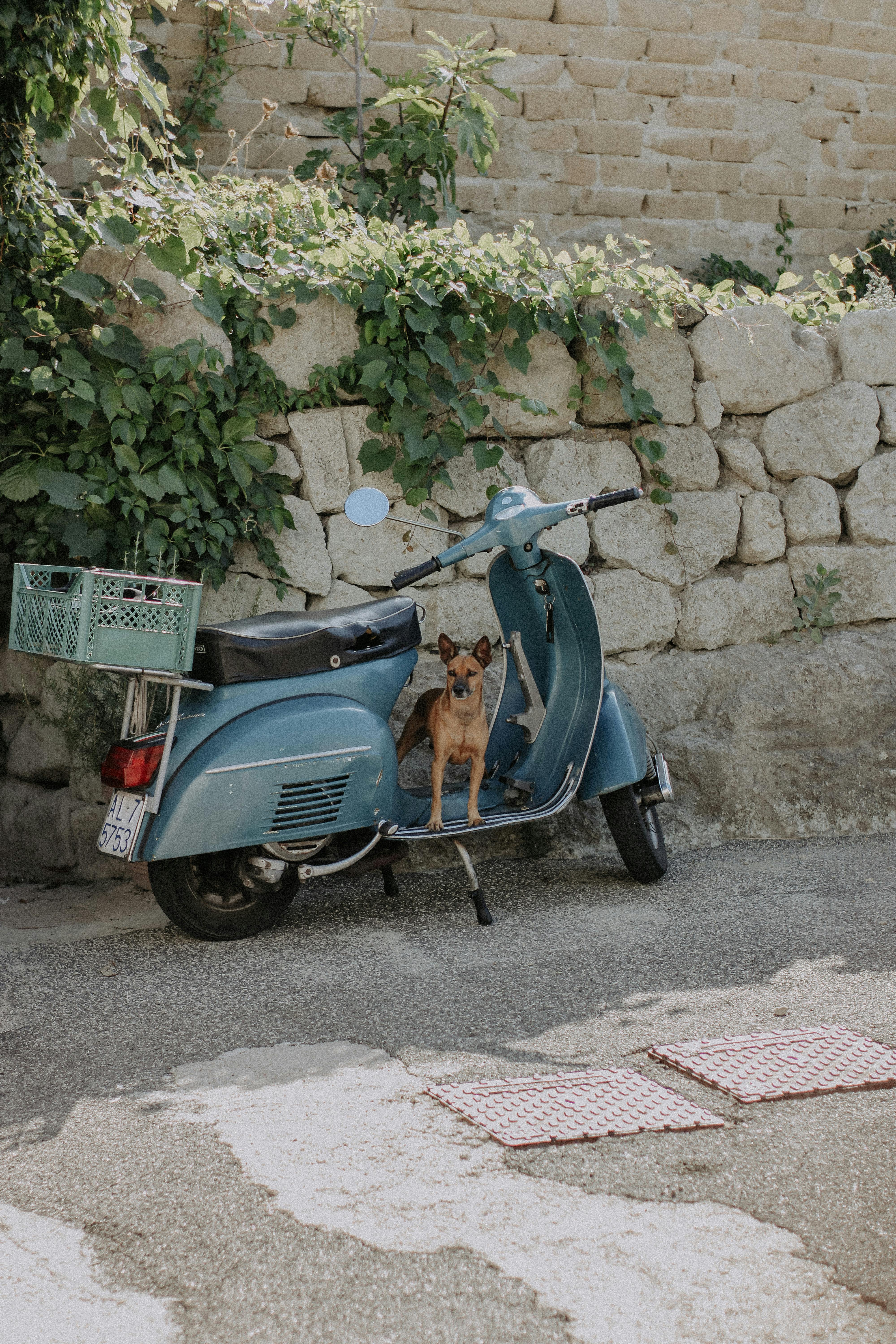 A small brown dog perched on a classic blue scooter against a rustic stone wall.