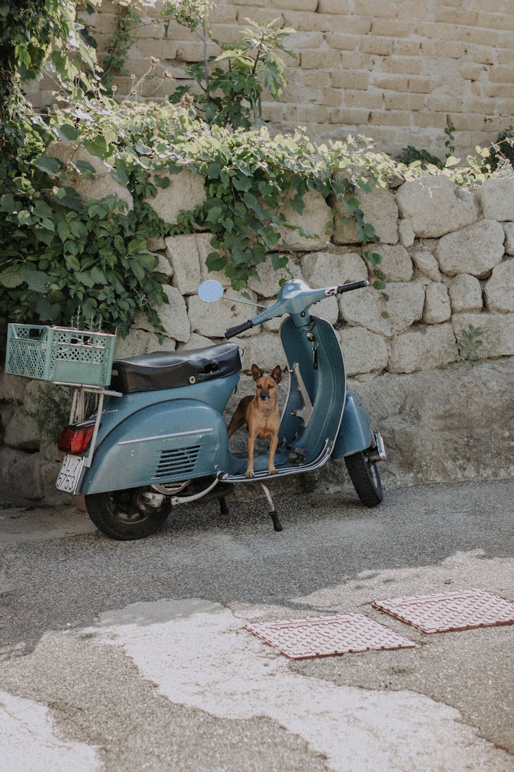 A Brown Dog On A Blue Scooter