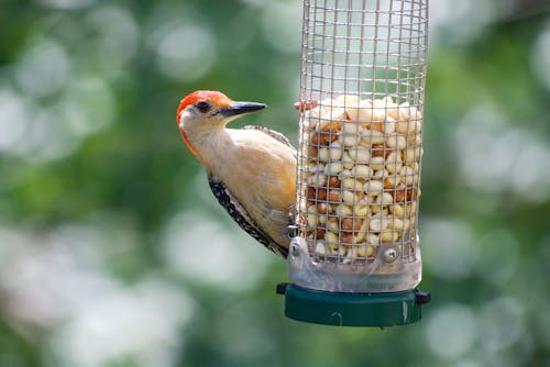 A Woodpecker on a Feeder 